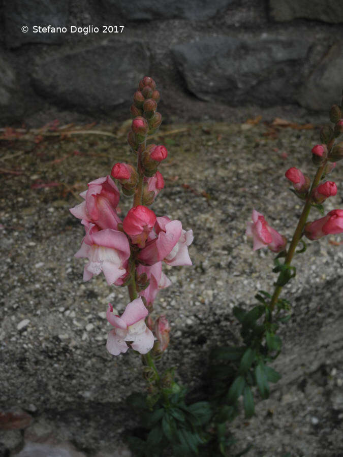 Plancia ëd Antirrhinum majus L.