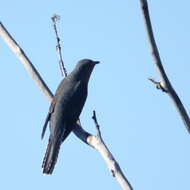 Image of Fan-tailed Cuckoo