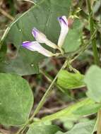 Image of Amphicarpaea bracteata subsp. edgeworthii (Benth.) H. Ohashi