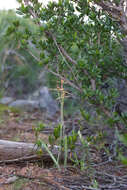 Image of Cape spider orchid