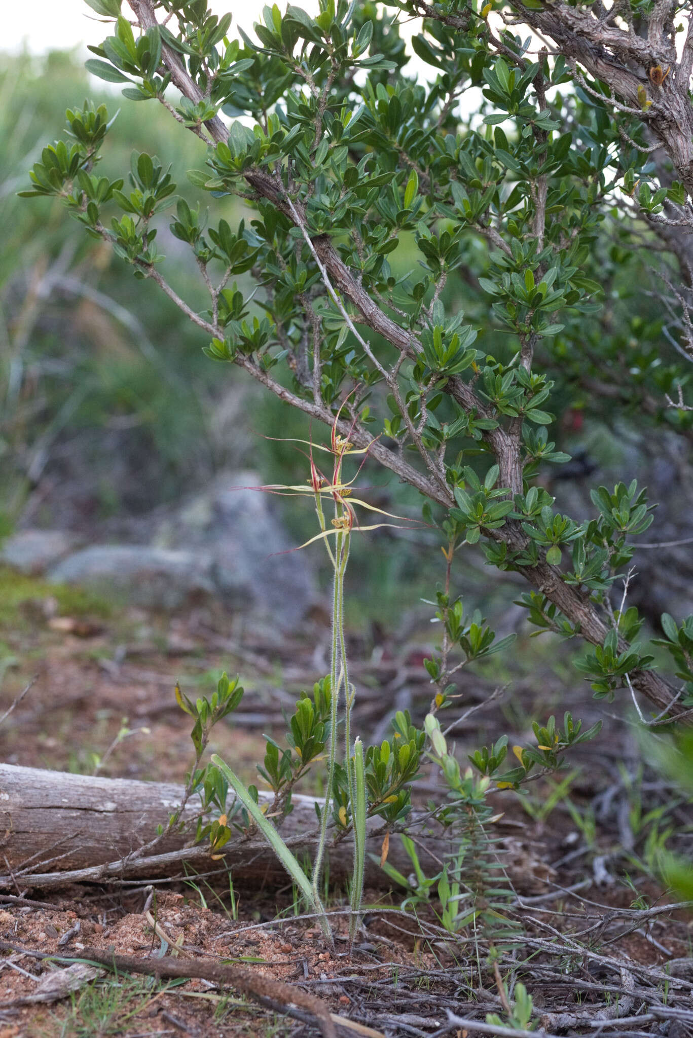 Image of Cape spider orchid