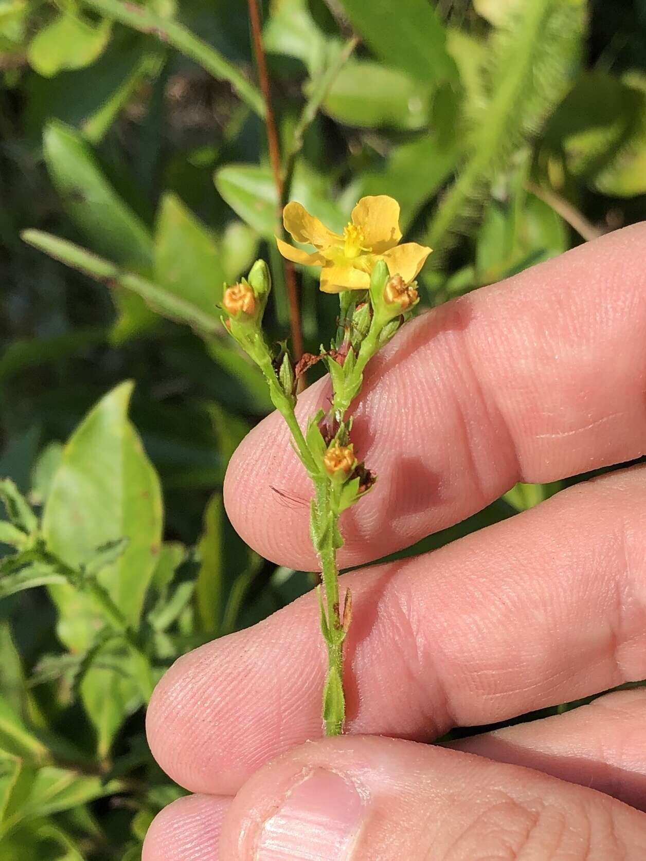 Image of Hairy St. John's-Wort