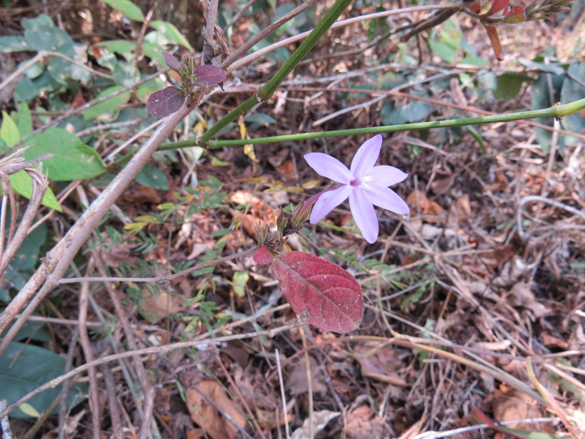 Image de Pseuderanthemum praecox (Benth.) Leonard