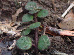 Image de Plectranthus strigosus Benth. ex E. Mey.