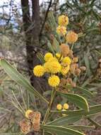 Image of Acacia hakeoides A. Cunn. ex Benth.