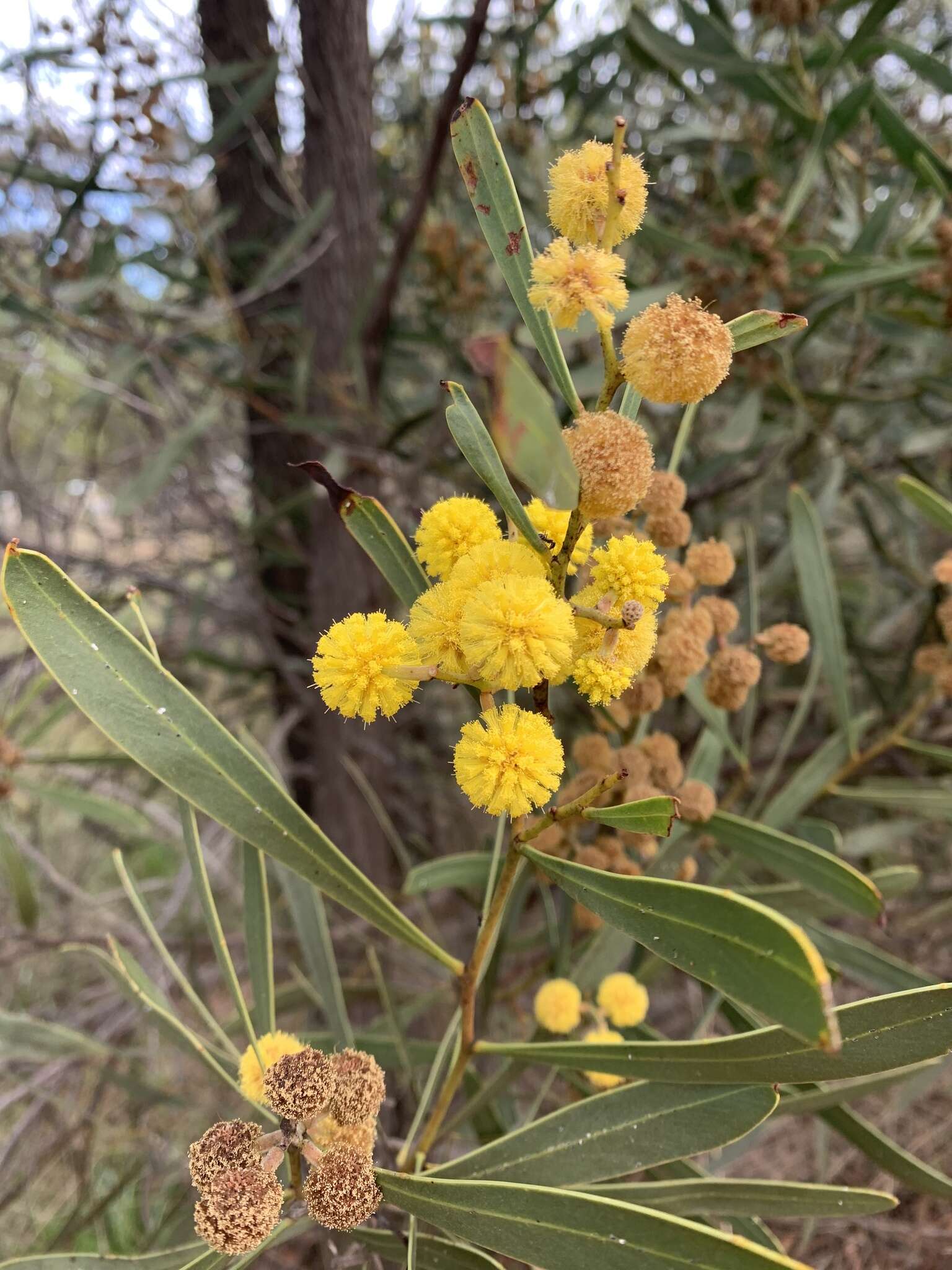 Image of Acacia hakeoides A. Cunn. ex Benth.