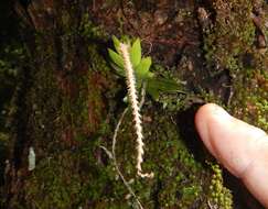 Image of Soldier's crest orchid