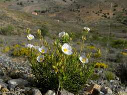 صورة Halimium umbellatum subsp. viscosum (Willk.) O. Bolós & Vigo