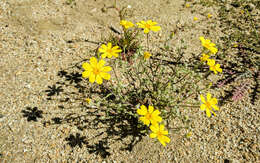 Imagem de Eriophyllum ambiguum var. paleaceum (Brandeg.) Ferris