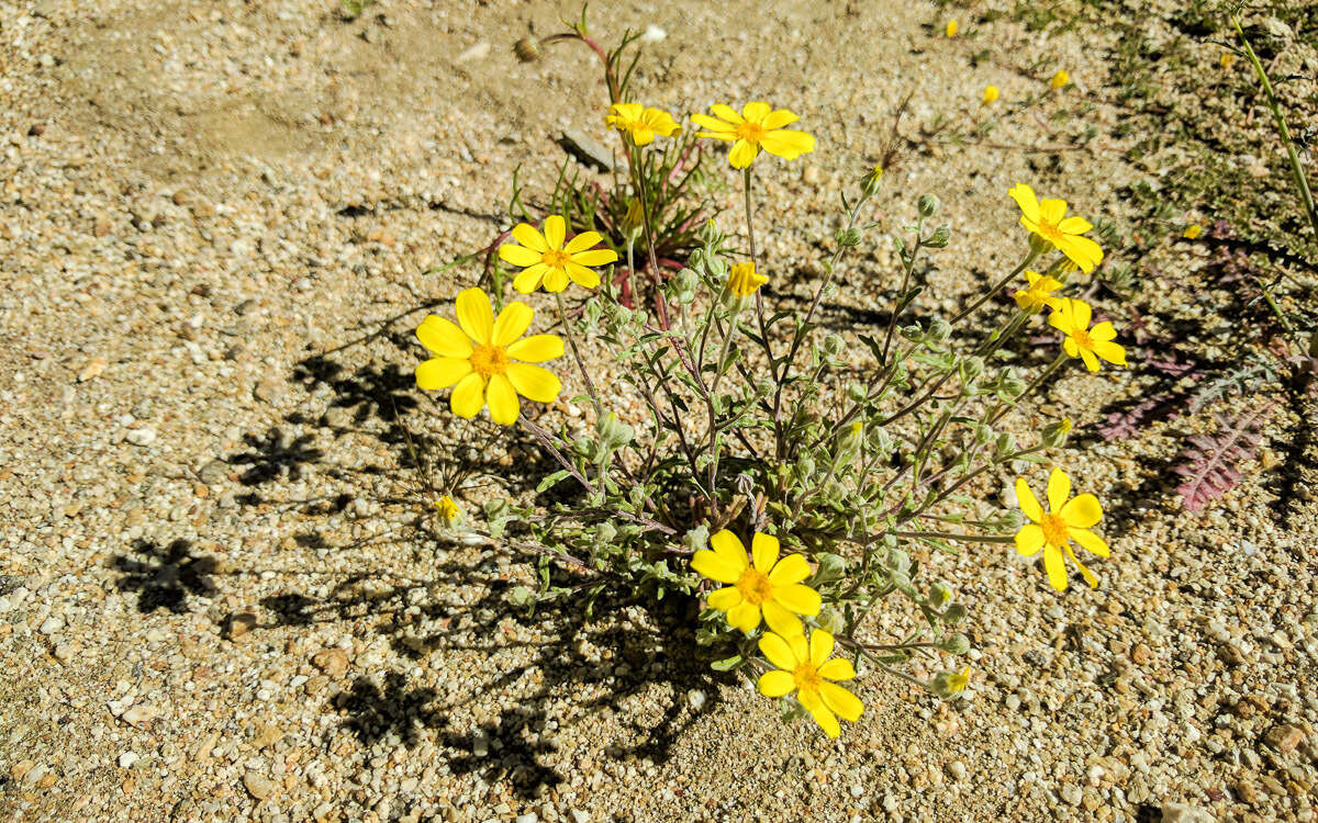 Imagem de Eriophyllum ambiguum var. paleaceum (Brandeg.) Ferris