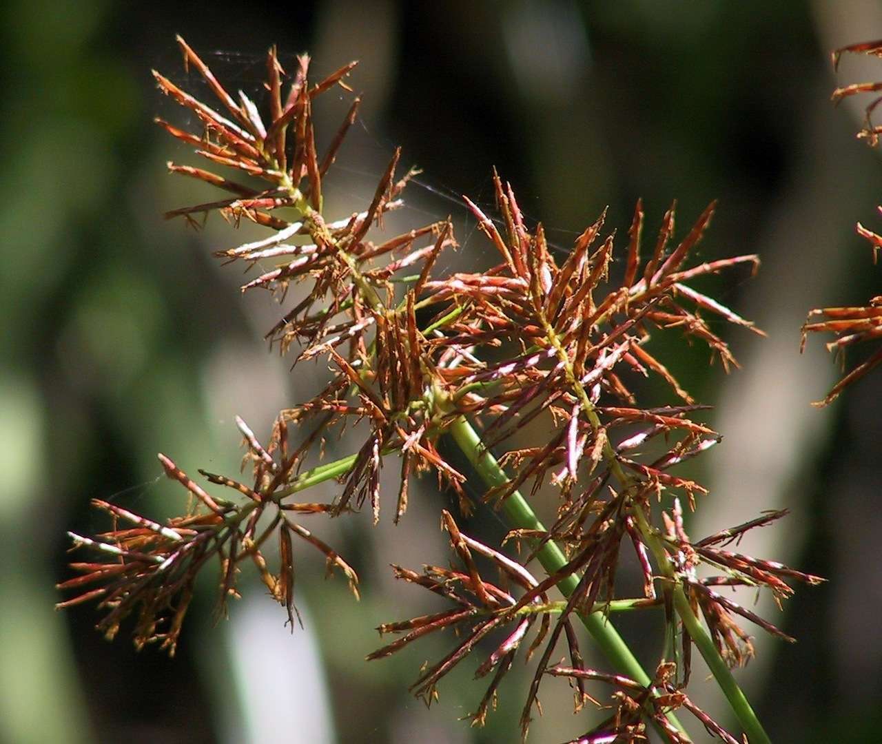 Слика од Cyperus lucidus R. Br.