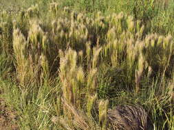 Image of Colombian bluestem