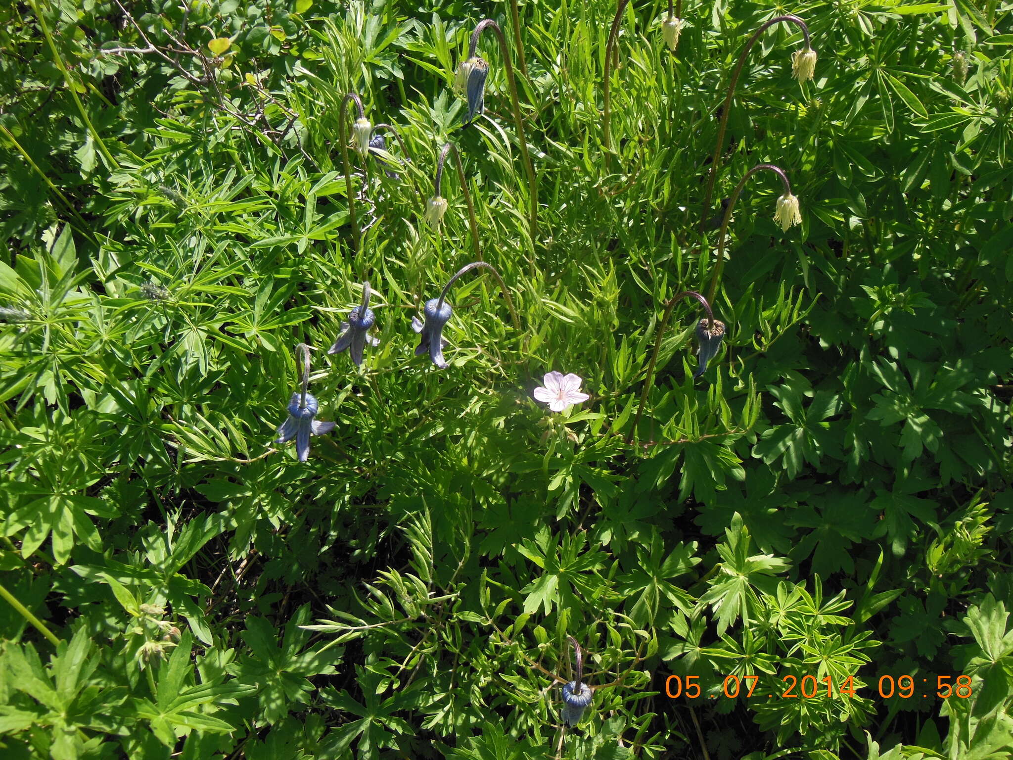 Image of hairy clematis