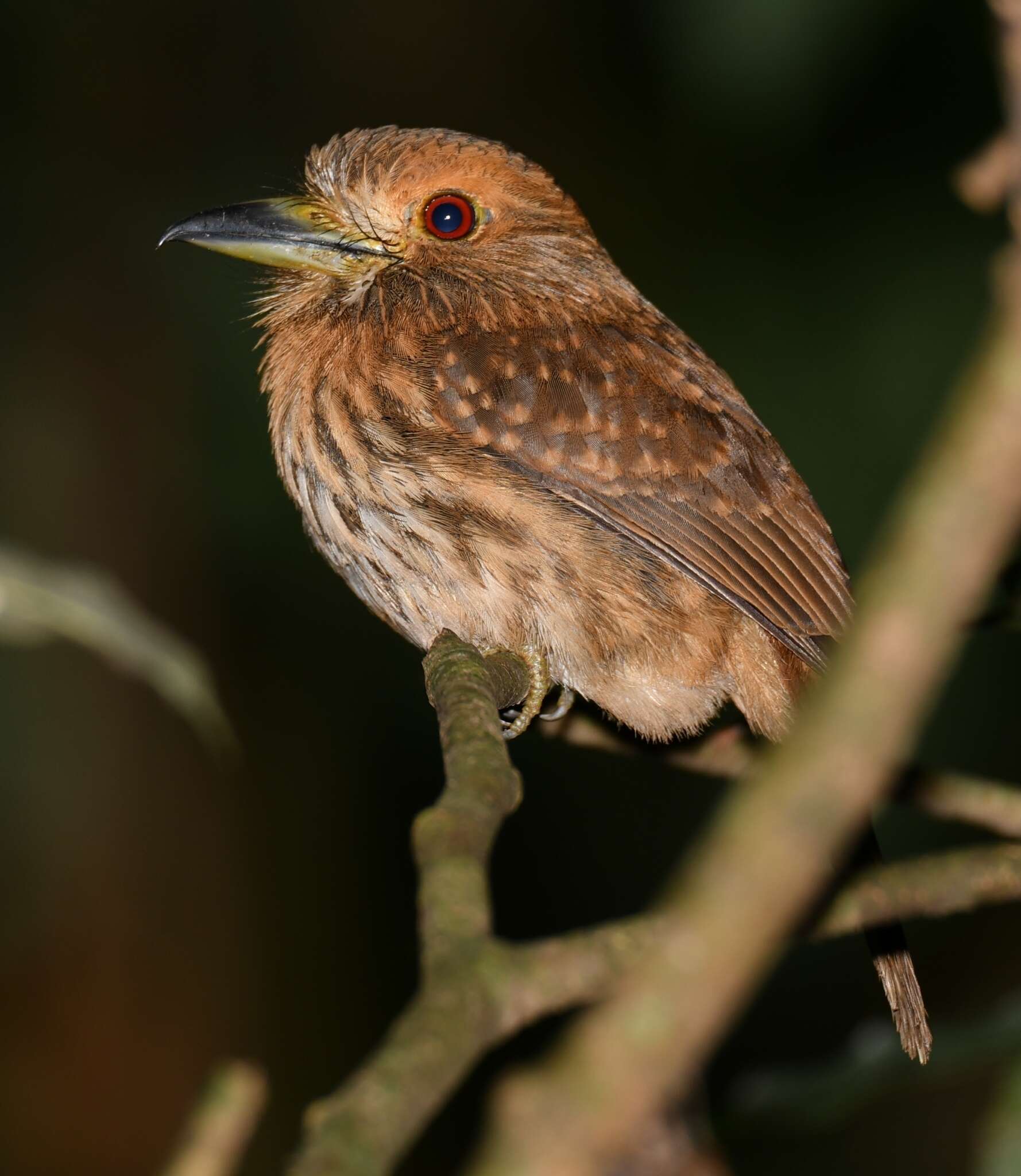 Image of White-whiskered Puffbird