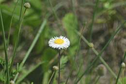 Image of Corpus Christi fleabane