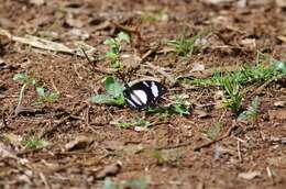 Imagem de Papilio dardanus Brown 1776