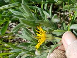 Image of sessileflower false goldenaster