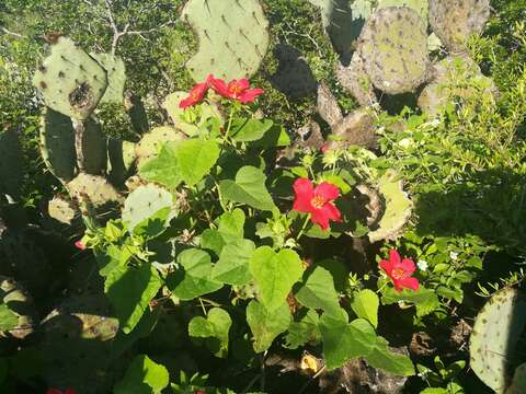 Image of heartleaf rosemallow