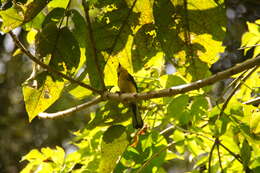 Myioborus ornatus (Boissonneau 1840) resmi