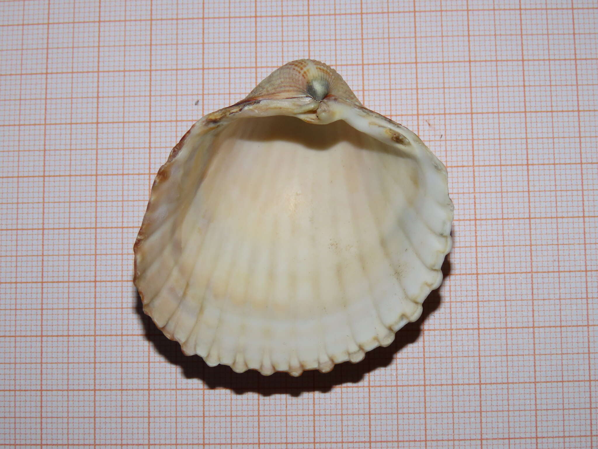 Image of Moroccan cockle