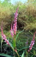 Sivun Persicaria glabra (Willd.) Gomez de la Maza kuva