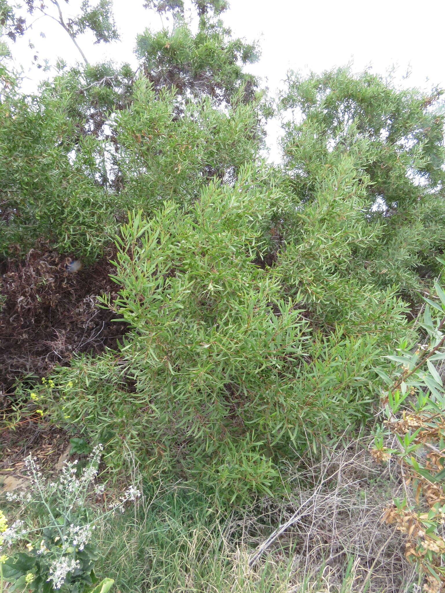 Image of Red-eyed Wattle