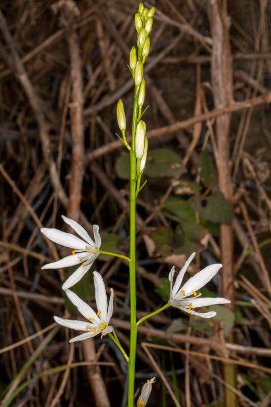 Image of St. Bernard’s lily