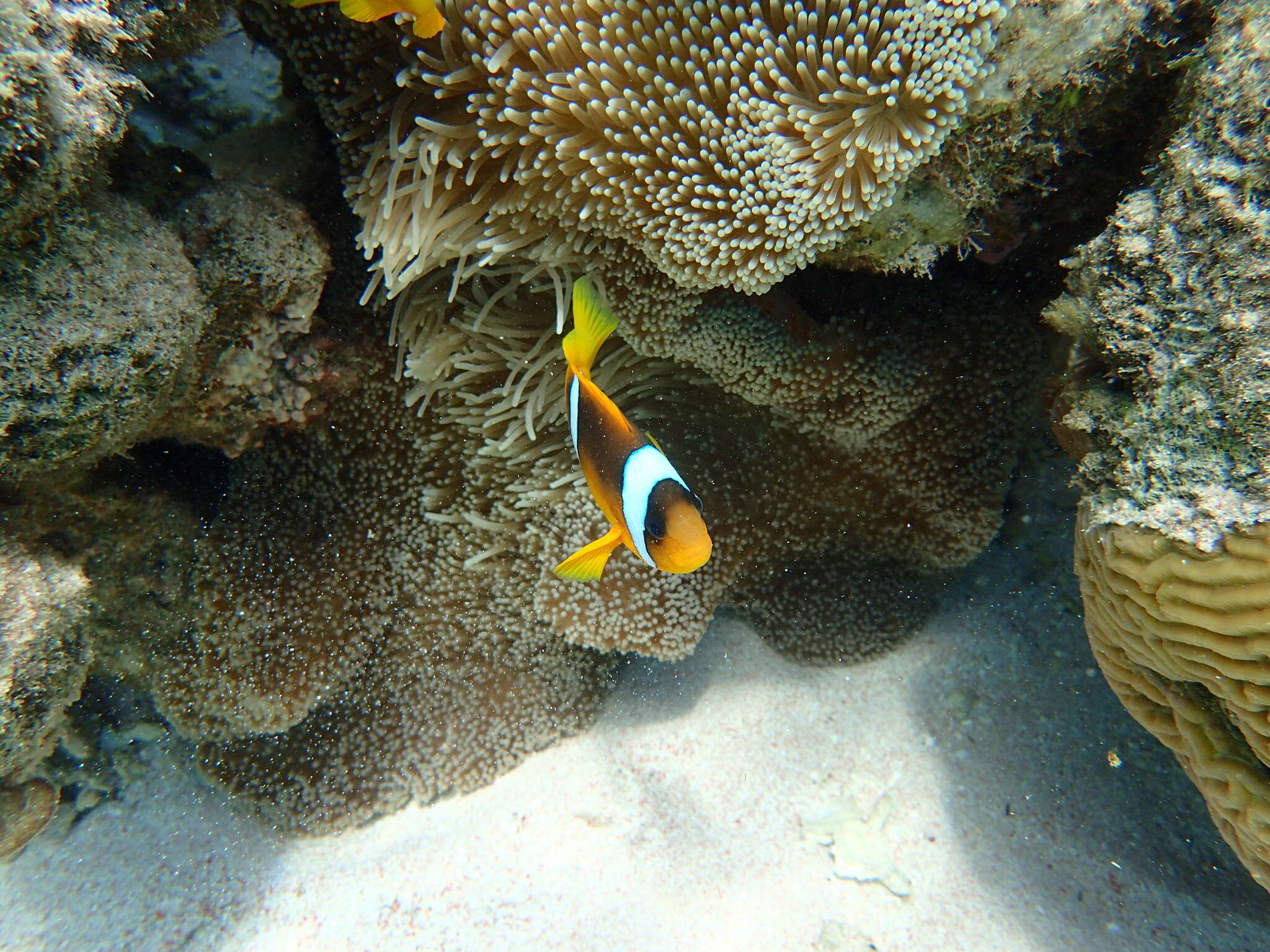 Image of Clownfish