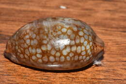 Image of jester cowrie