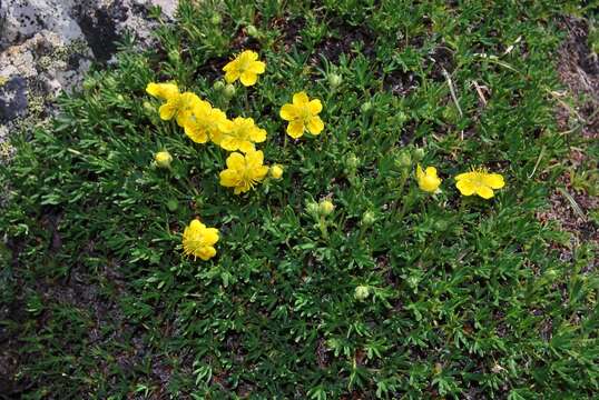 Image of twoflower cinquefoil