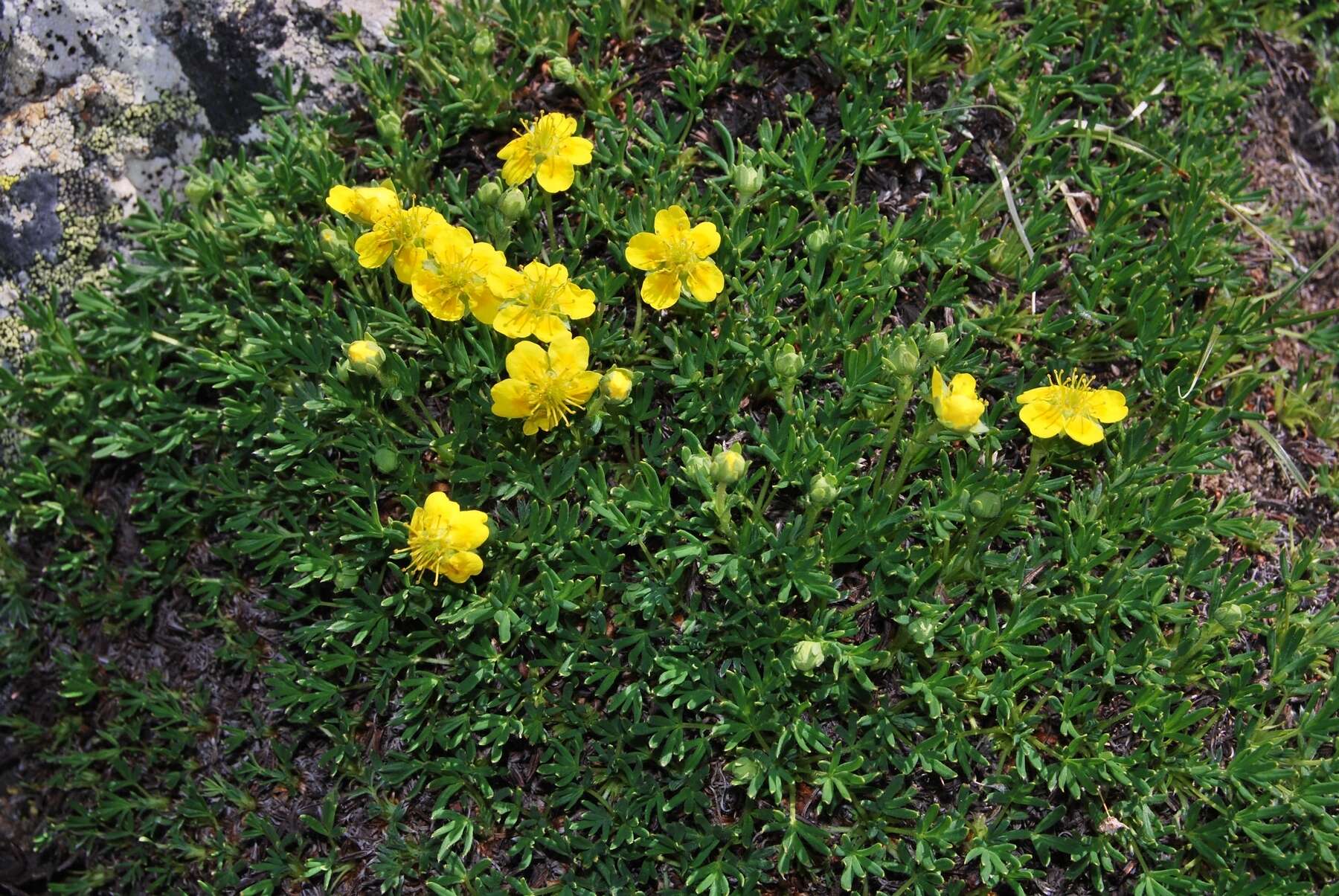 Imagem de Potentilla biflora Willd. ex Schltdl.