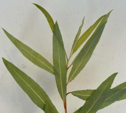 Image of Salix mucronata subsp. woodii (Seemen) Immelman