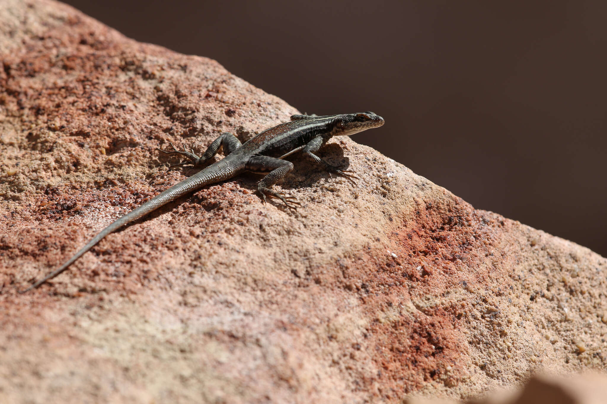 Image of Tropidurus helenae (Manzani & Abe 1990)