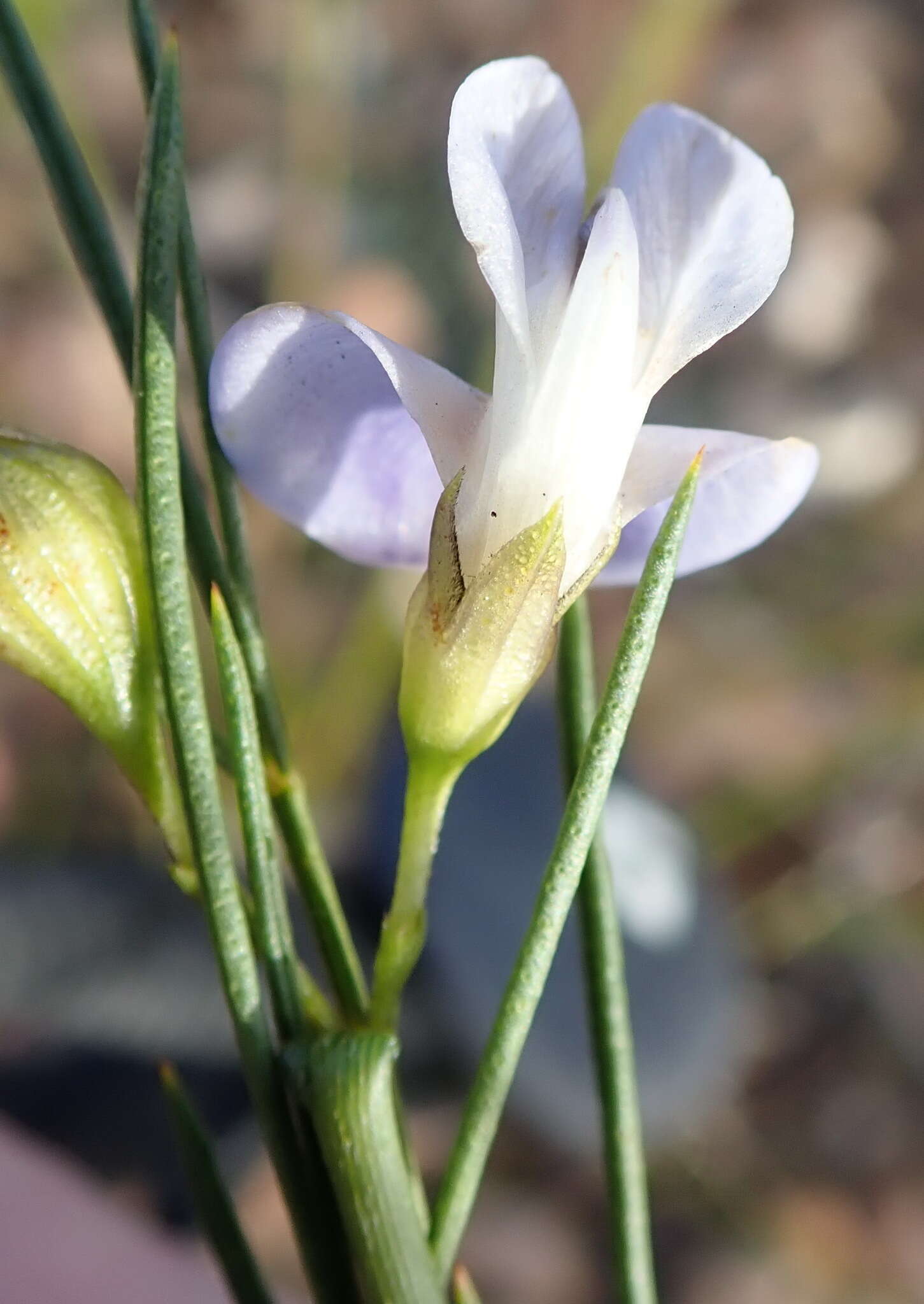 Image de <i>Psoralea diturnerae</i>