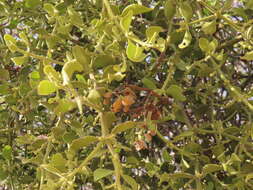 Image of Christmas mistletoe