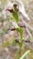 Image of Prasophyllum goldsackii J. Z. Weber & R. J. Bates