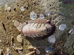 Image of conspicuous chiton