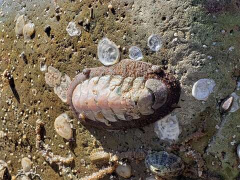 Image of conspicuous chiton