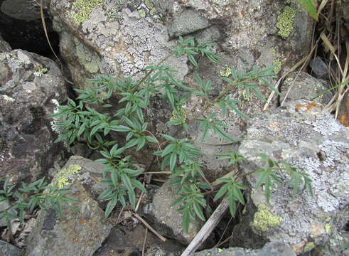 Imagem de Cardamine bipinnata (C. A. Mey.) O. E. Schulz