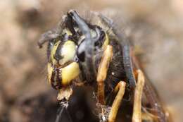 Image of Common wasp