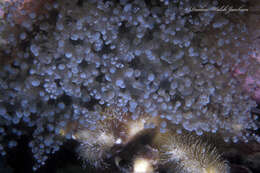 Image of Atlantic beaded anemone