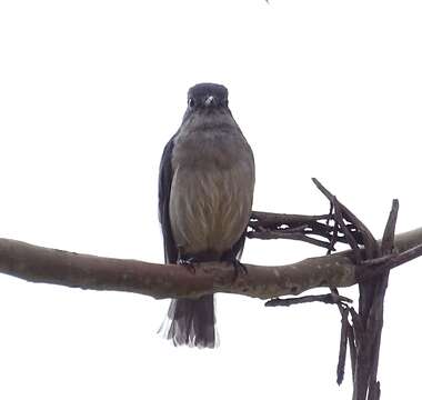 Melaenornis fischeri (Reichenow 1884) resmi