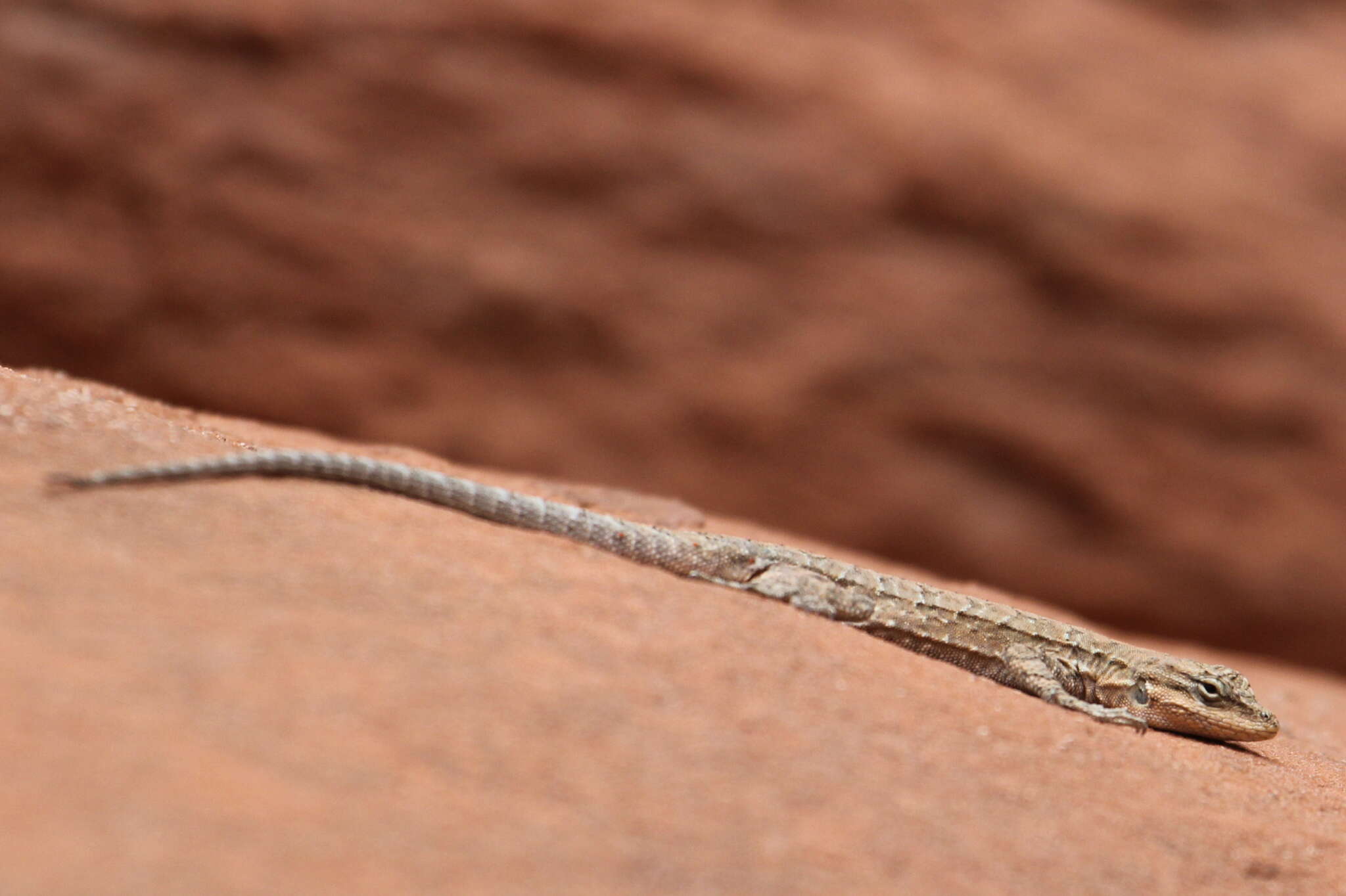 Image of Urosaurus ornatus wrighti (Schmidt 1921)