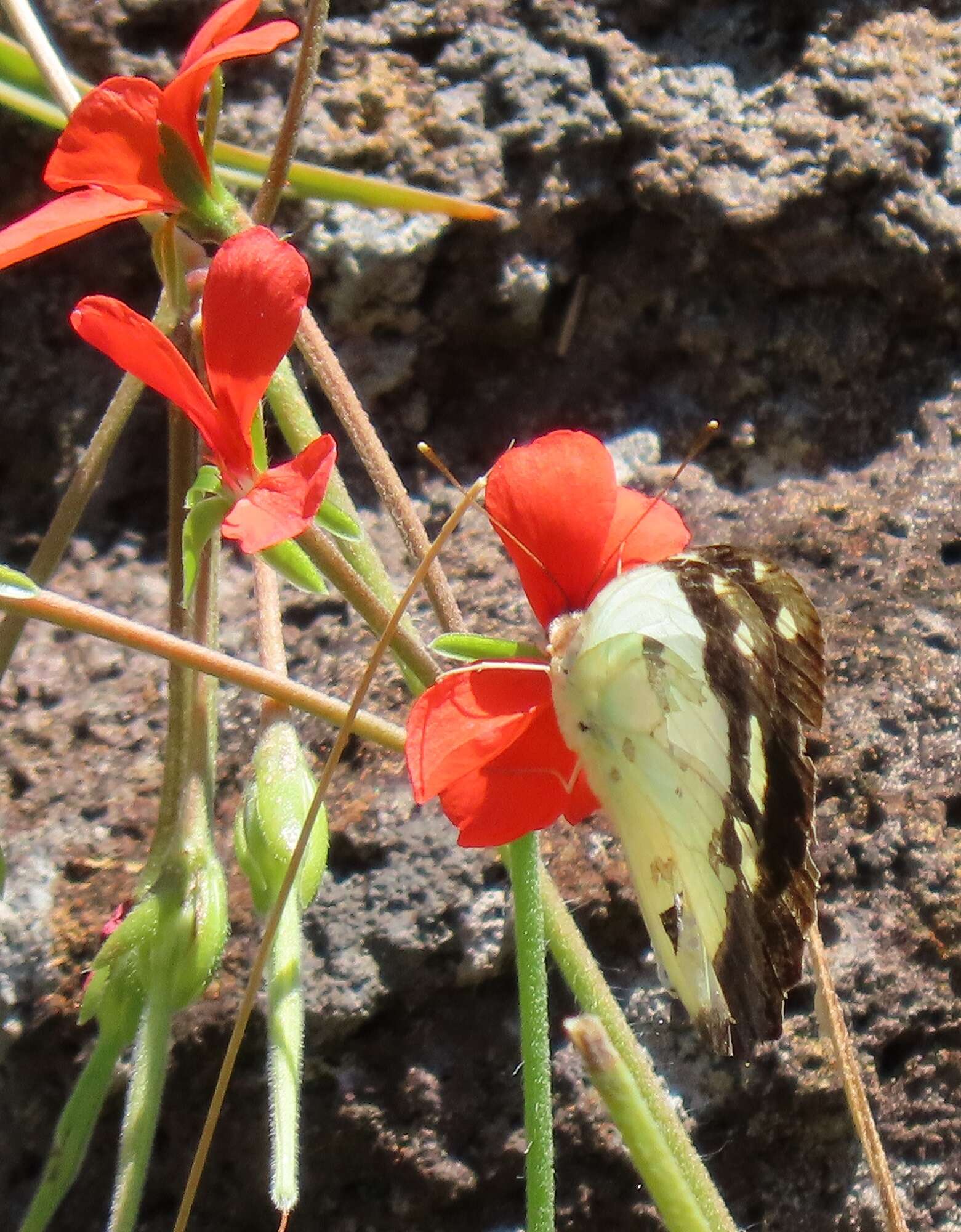 Image of Pelargonium tongaense P. Vorster