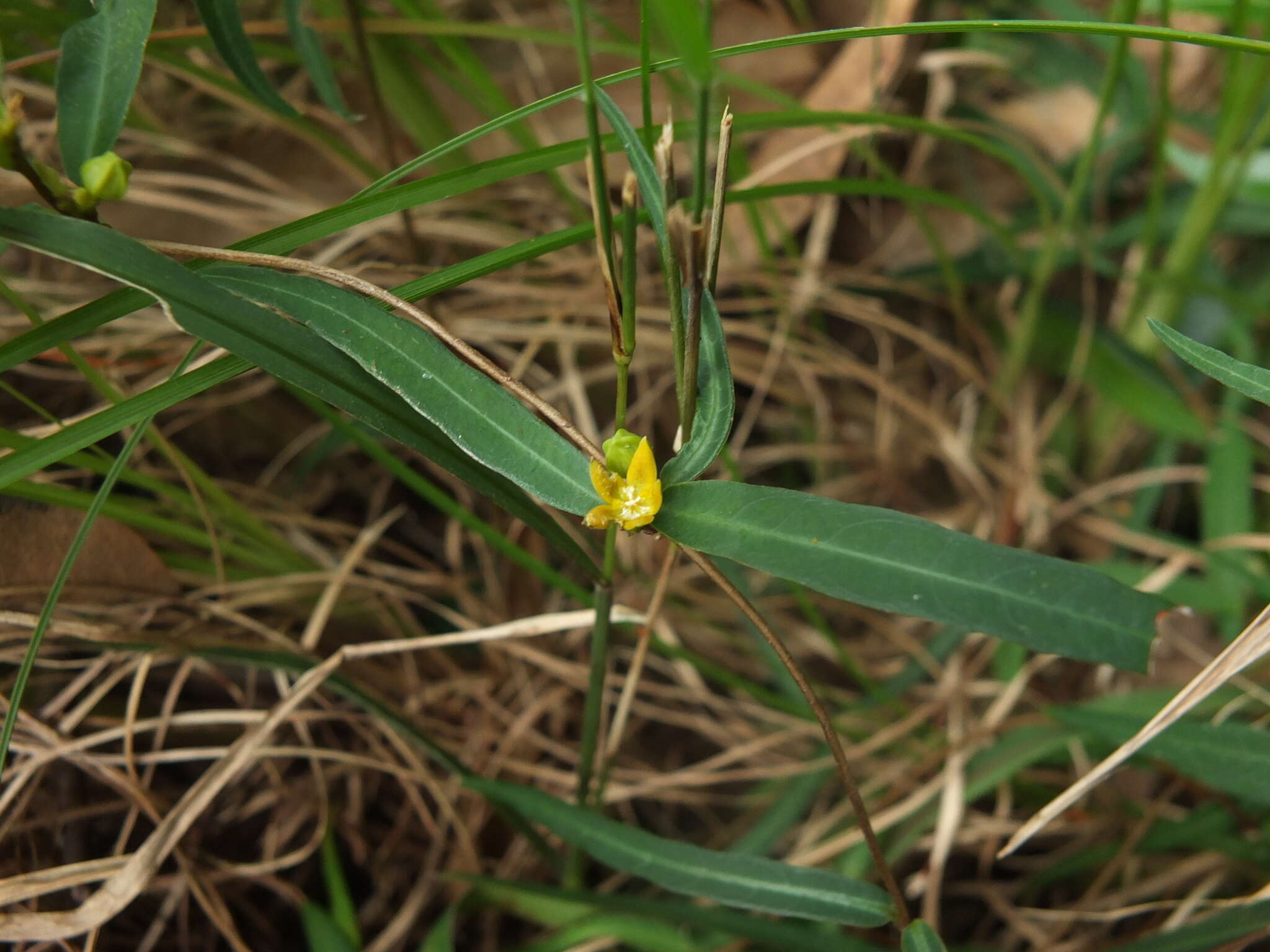 صورة Hemidesmus indicus (L.) R. Br.