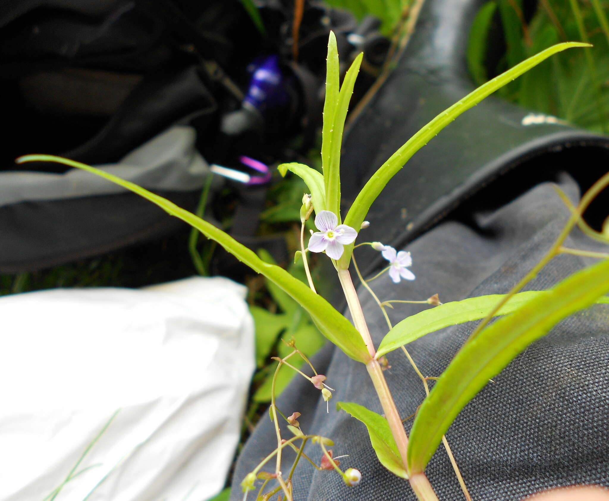 Image of Marsh Speedwell