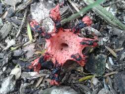 Image of octopus stinkhorn