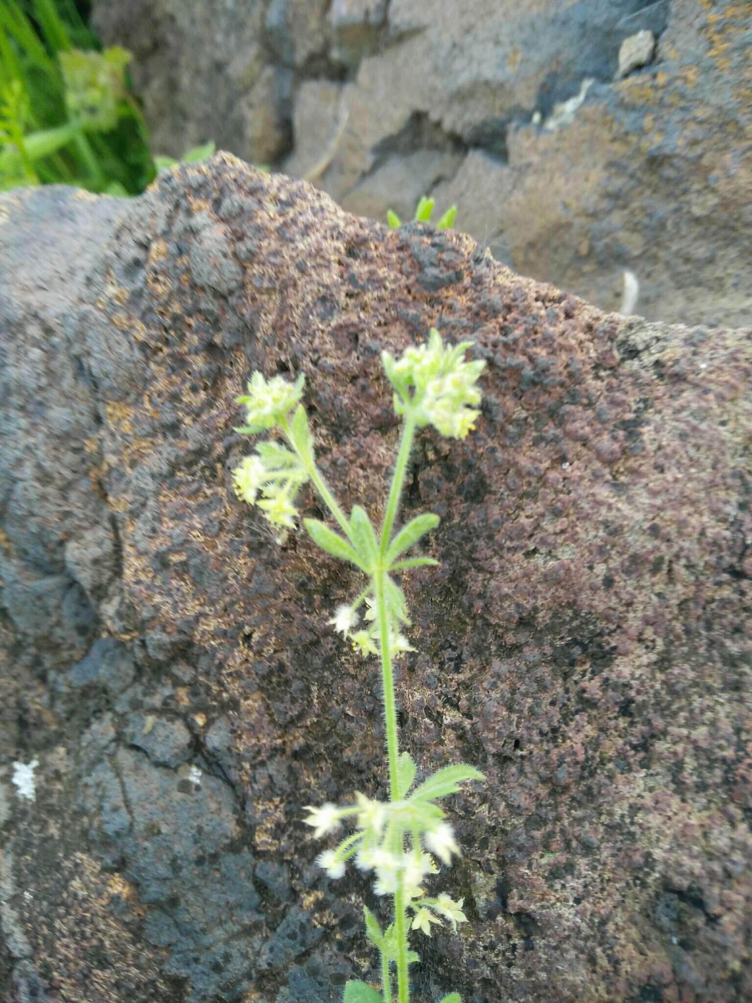 Plancia ëd Galium judaicum Boiss.