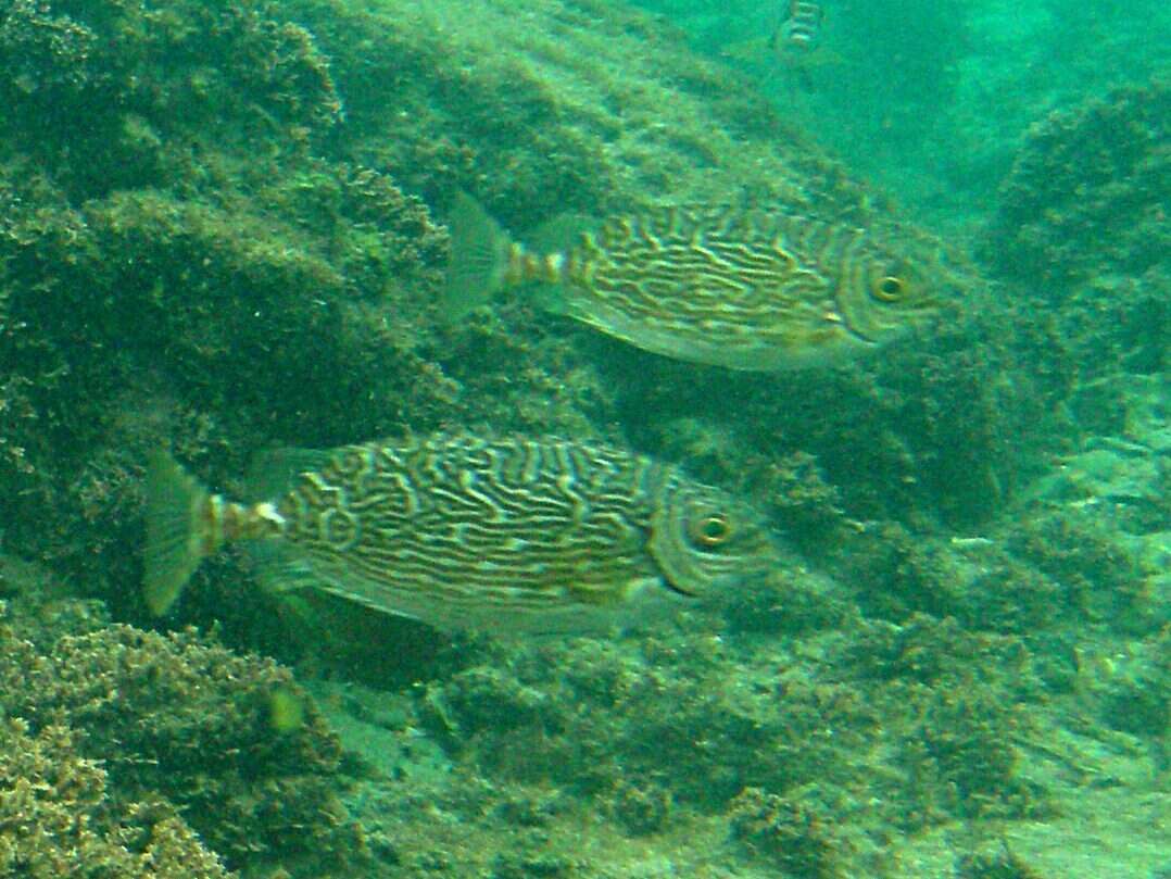 Image of Black spinefoot