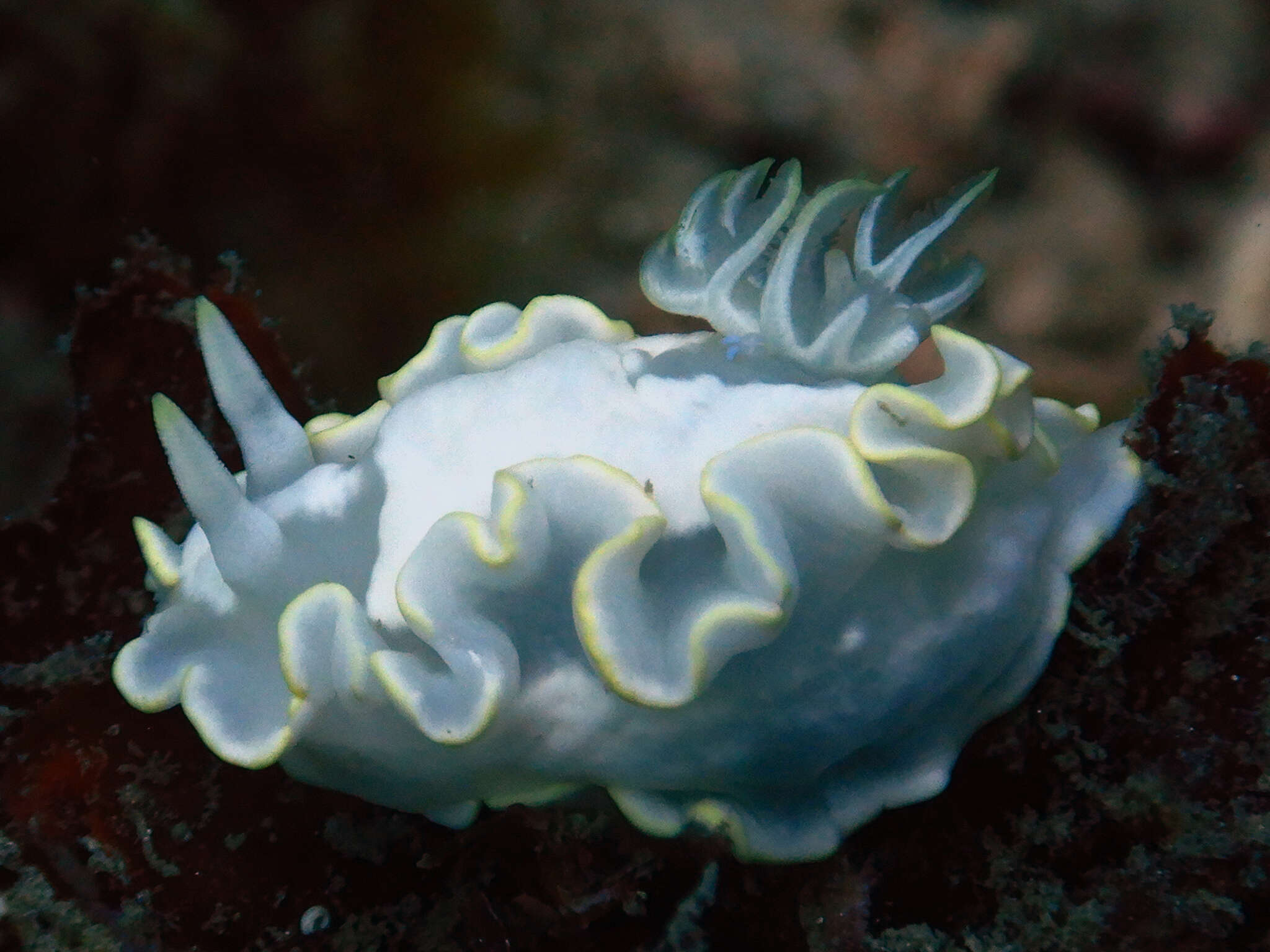 Image of Pale white slug